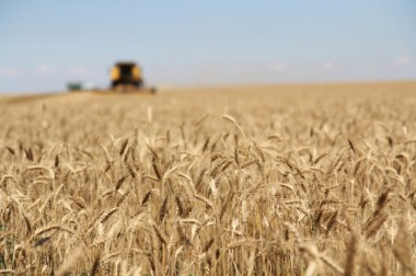 В развитие сельского хозяйства Большого Подольска в 2016 году вложено 392 миллиона инвестиций