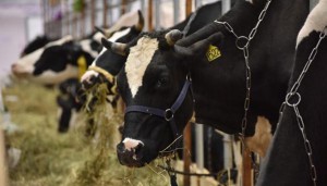 Предприятие «Агроферма» в Подольске планирует увеличить поголовье коровьего стада в два раза и построить новый молочный комплекс