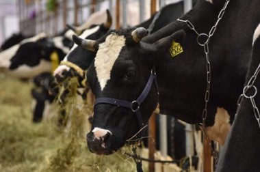 «Агроферма» в Подольске планирует увеличить поголовье коров в два раза и построить новый молочный комплекс