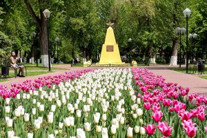 На клумбах Большого Подольска цветут 114 тысяч сортовых тюльпанов