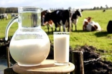 За 9 месяцев 2019 года объем производства молока в Городском округе Подольск составил 4800 тонн